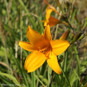 Hemerocallis Thumbelina