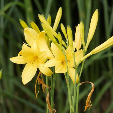 Hemerocallis lilioasphodelus