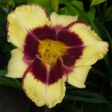 Hemerocallis Calico Jack