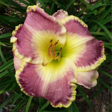 Hemerocallis Cape Breton