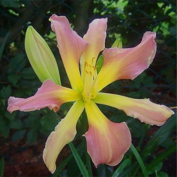 Hemerocallis Flight of The Dragon