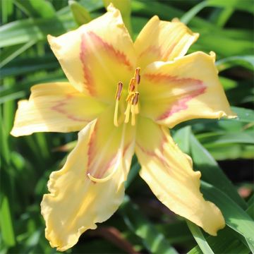 Hemerocallis Graces of Ganymede