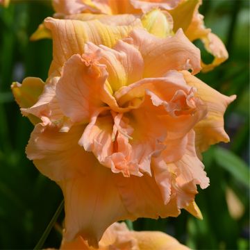 Hemerocallis In Excess