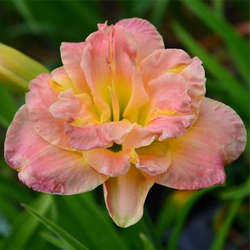 Hemerocallis Lacy Doily