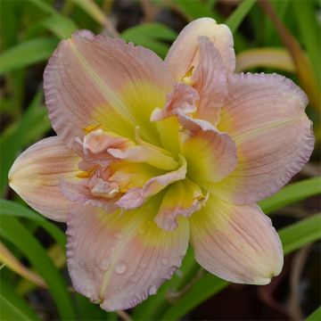 Hemerocallis Nagasaki