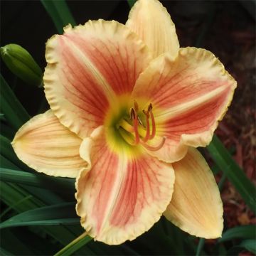 Hemerocallis Veins of Truth