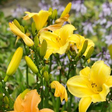 Hemerocallis middendorffii