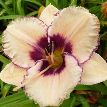 Hemerocallis Alaqua