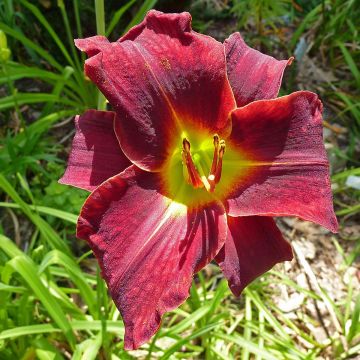 Hemerocallis Ed Murray