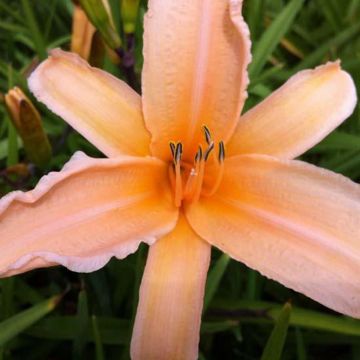 Hemerocallis George Cunningham