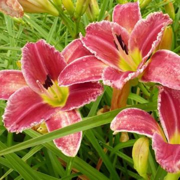 Hemerocallis Startle