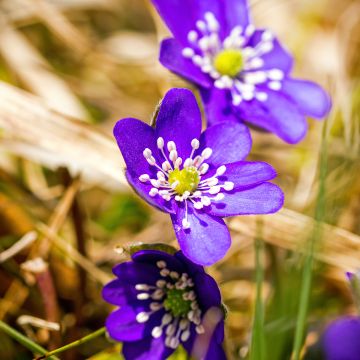 Hepatica nobilis Purple Forest