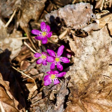 Hepatica nobilis Red Forest