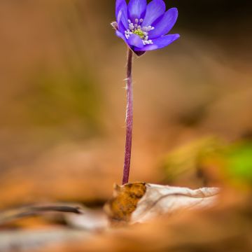 Hepatica transsilvanica Blue Jewel