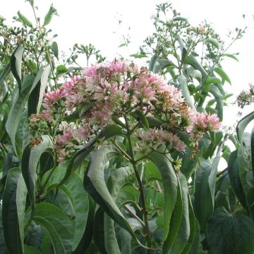 Flor de siete hijos Tianshan -Heptacodium miconioides