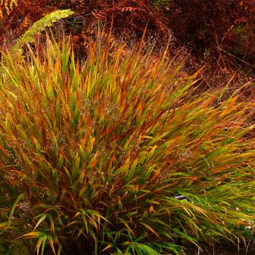 Hakonechloa macra Nicolas