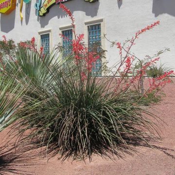 Hesperaloe parviflora Rose des Sables - Yuca Roja