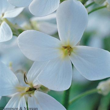 Violeta de los Jardines Blanca (semillas) - Hesperis matronalis