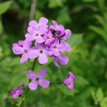 Violeta de los Jardines - Hesperis matronalis