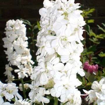 Violeta de los Jardines Alba Plena - Hesperis matronalis