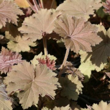 Heuchera villosa Bronze Beauty