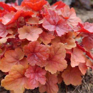 Heuchera Caribbean Sea