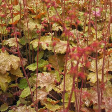 Heuchera Ginger Ale