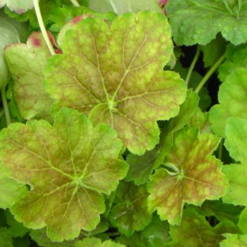 Heuchera Miracle