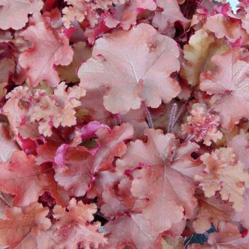 Heuchera Red Sea