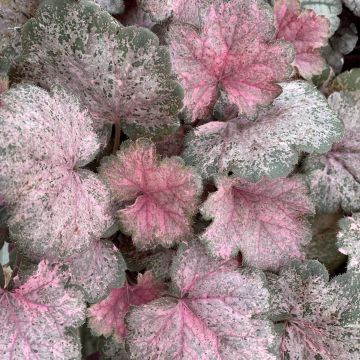 Heuchera Pinky Panky