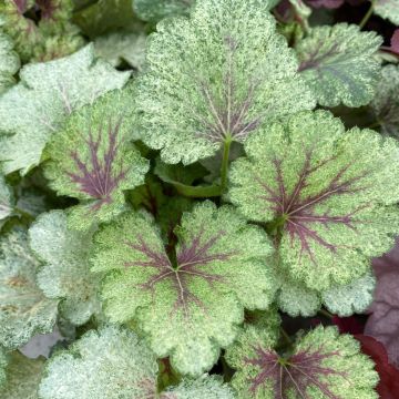 Heuchera Snowy Panky