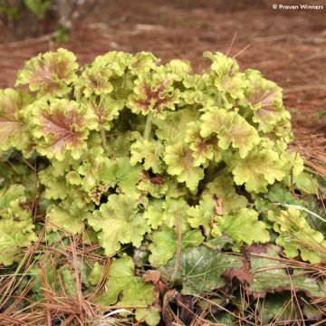 Heuchera Apple Twist