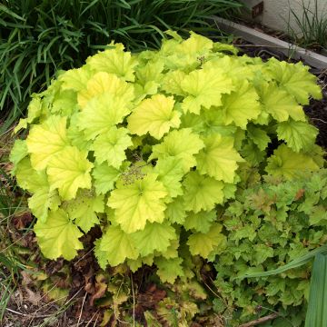 Heuchera Guacamole