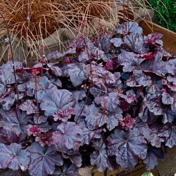 Heuchera Obsisian