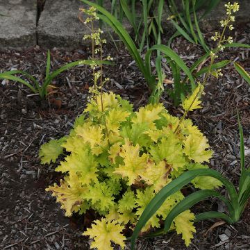 Heuchera Pear Crisp