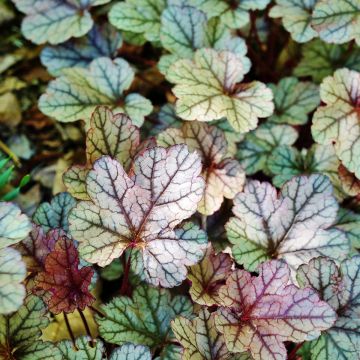 Heuchera Silver Scrolls