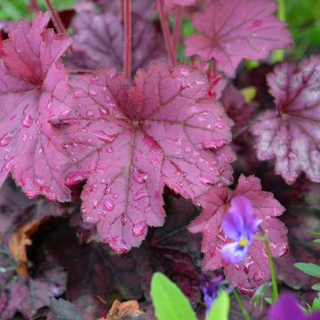 Heuchera Wild Rose