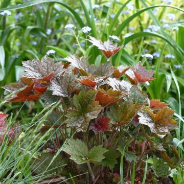 Heuchera micrantha var.diversifolia Palace Purple