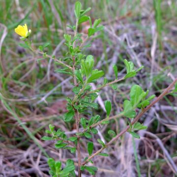 Hibbertia aspera