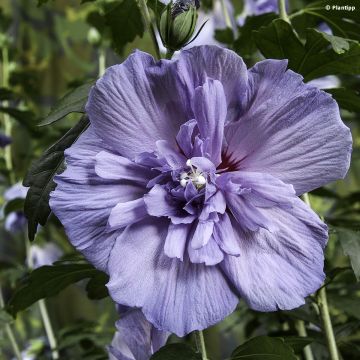 Altea Blue Chiffon - Hibiscus syriacus