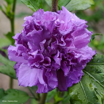 Hibiscus syriacus French Cabaret Purple - Altea