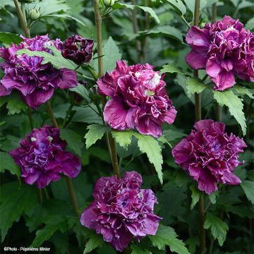 Hibiscus syriacus French Cabaret Red - Altea