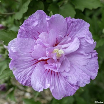 Altea Lavender Chiffon - Hibiscus syriacus