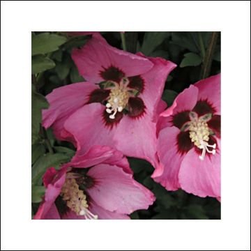 Altea Pink Giant - Hibiscus syriacus