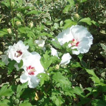 Altea Sup'Heart - Hibiscus syriacus