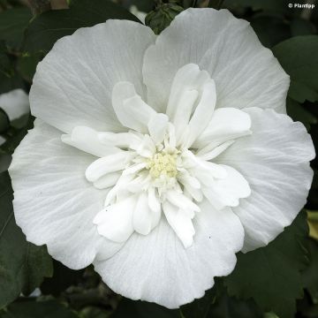 Altea White Chiffon - Hibiscus syriacus