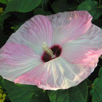 Hibiscus moscheutos Fujin - Hibisco moschetos