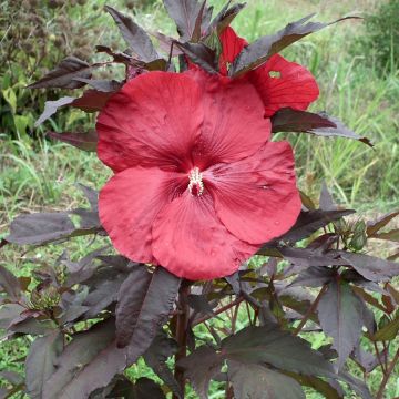 Hibiscus moscheutos Carrousel Geant Red - Hibisco moschetos