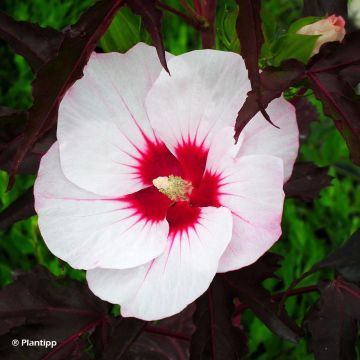 Hibiscus moscheutos Joli Coeur - Hibisco moschetos