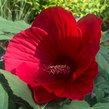 Hibiscus moscheutos Midnight Marvel - Hibisco moschetos